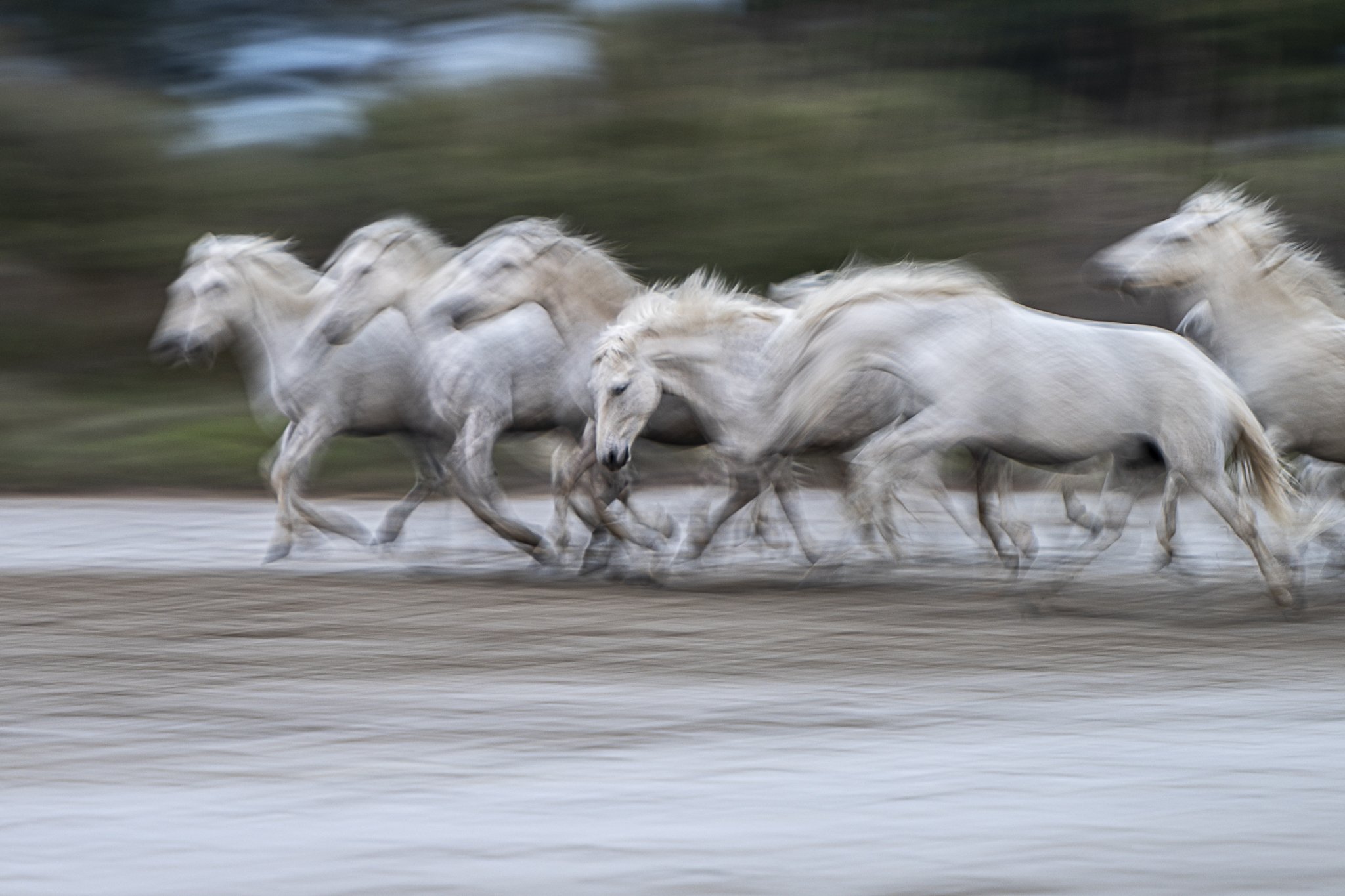 Chevaux camarguais